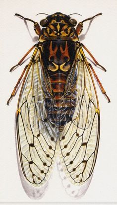 a drawing of a large insect sitting on top of a white surface with brown and black markings