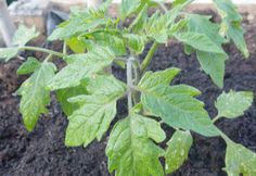 a close up of a plant growing in the ground with dirt and soil around it