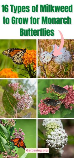 different types of milkweed to grow for monarch butterflies