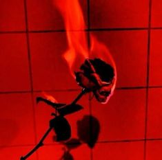 a rose that is sitting in the middle of a tile wall with red light coming from it