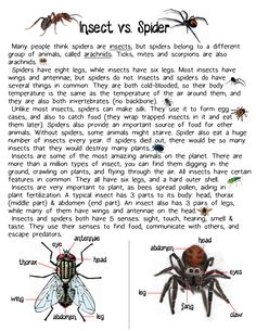 an insect's body and its parts are labeled in the text below it, which includes