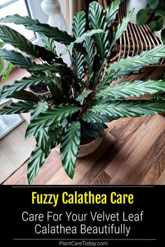 a houseplant with the words fuzzy calathea care