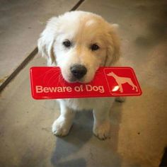 a white dog holding a red beware of dog sign in its mouth and looking at the camera