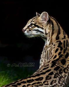 a large black and white cat sitting on top of a green grass covered field at night