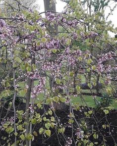 a tree with lots of purple flowers on it