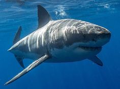 a great white shark swimming in the ocean