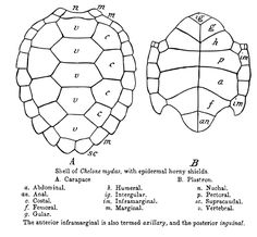 an image of two turtle shell diagrams