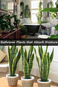 bathroom plants that absorb moisture in the air and also help to keep your house clean