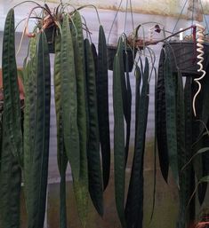 some very pretty green plants hanging from the side of a building with water in it