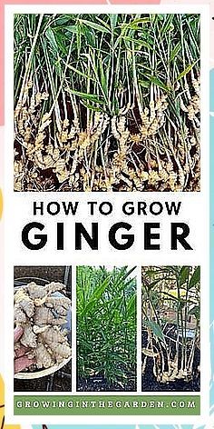 the cover of how to grow ginger by growing in the garden com, with pictures of plants and flowers