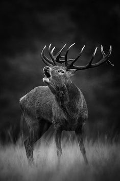 a black and white photo of a deer with antlers