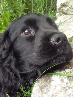 a close up of a black dog laying on top of a grass covered field next to a rock