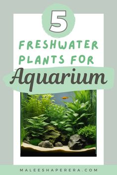 an aquarium with text overlay that reads, 5 fresh water plants for aquarium