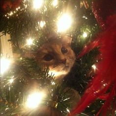 a cat sitting in a christmas tree with its head peeking out from behind the branches