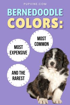 a dog sitting in front of a purple background with the words berniedoodle colors most expensive and the rareest