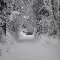 a snow covered path in the woods with lots of trees