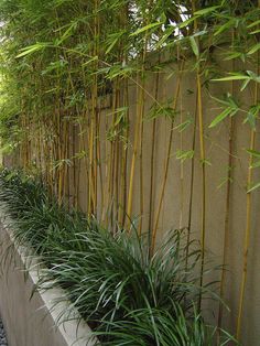 a row of bamboo plants next to a concrete wall