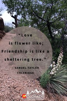 a quote from samuel taylor on love is flower like friends are like a sheltering tree