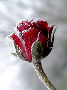 a single red rose covered in snow on a white background with the words winter written below it