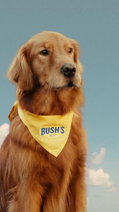 a brown dog wearing a yellow bandana with the words bush's on it