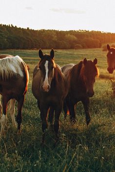 four horses are standing in the grass near each other and one horse is looking at the camera