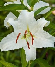 white flowers with red stamens and green leaves