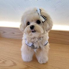 a small white dog with a bow on it's head standing on a wooden floor