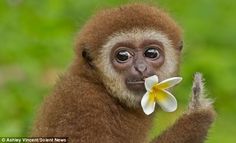 a monkey with a flower in its mouth is holding it's paw up to the camera