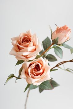 three peach colored roses with green leaves in a vase on a table, against a white background