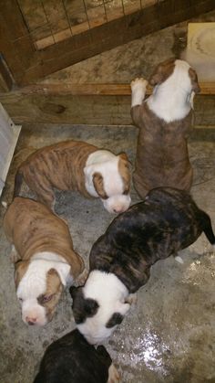 four puppies are huddled together in a pen