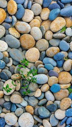 there is a small plant growing out of the middle of some rocks that are all over the place