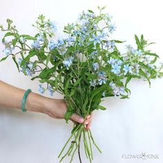 a person holding a bunch of blue flowers