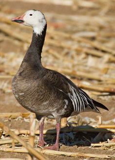 a duck standing on top of dry grass