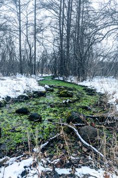 the ground is covered in snow and green mossy plants, with bare trees behind it