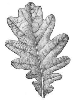 an oak leaf and acorn are shown in this black and white drawing, which is part of a series of drawings