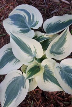 white and blue flowers with green leaves