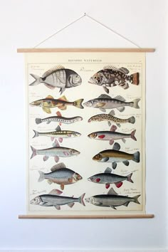 a fish poster hanging on the wall