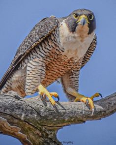 a hawk perched on top of a tree branch