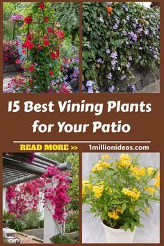 the top ten best vine plants for your patio