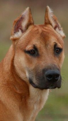 a brown dog standing on top of a grass covered field