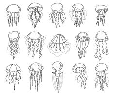 the different types of jellyfish