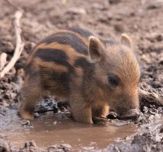 a small brown and black animal standing in mud