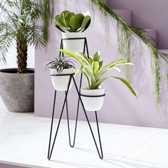 three potted plants sitting on top of each other in front of a purple wall