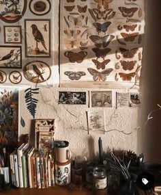 the wall is covered with many different types of butterflies and moths, including one on top of books