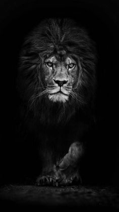 a black and white photo of a lion in the dark with its head turned towards the camera