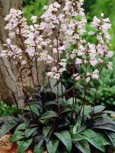 some white flowers and green leaves in a pot on the ground next to a tree