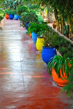 there are many potted plants lined up along the wall in this garden area with red and blue flooring