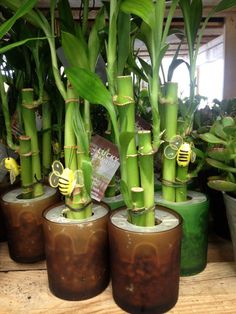 several potted plants with bees on them