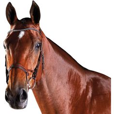 a brown horse wearing a bridle on it's head