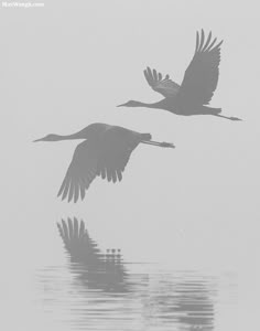 two birds are flying over the water on a foggy day in black and white